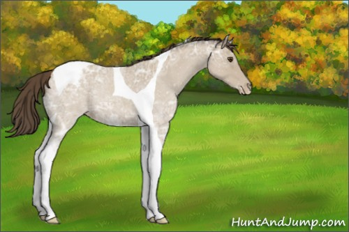 Horse Color:Classic Champagne Ice Roan Tobiano Appaloosa 