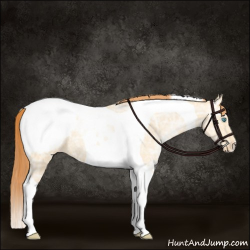 Horse Color:Amber Champagne Ice Pearl Dun Tobiano Appaloosa 