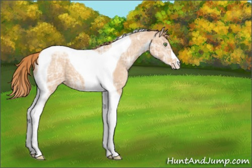Horse Color:Gold Champagne Ice Tobiano Appaloosa 