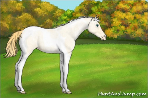 Horse Color:Smoky Blue Ice Roan Pearl Tobiano Appaloosa 