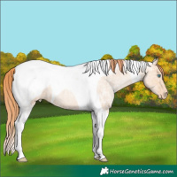 Horse Color:Amber Champagne Ice Roan Pearl Tobiano Appaloosa 