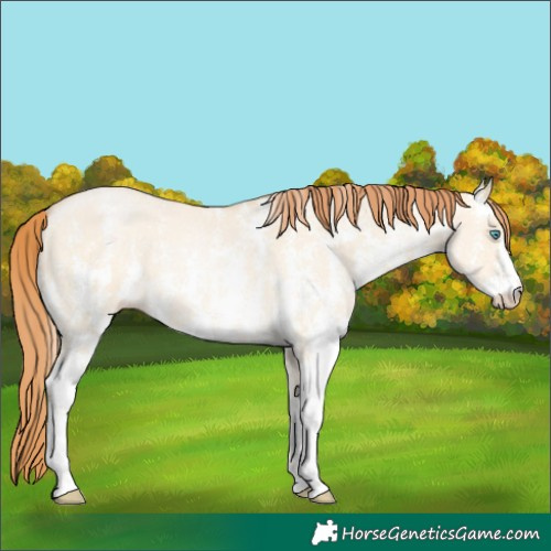 Horse Color:Buckskin Pearl Dun Sabino 