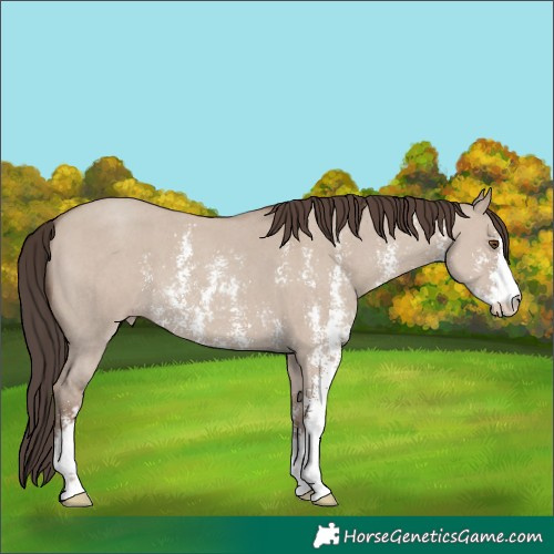 Horse Color:Classic Champagne Dun Sabino 