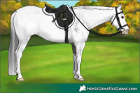 Horse Color:Grullo Sabino 