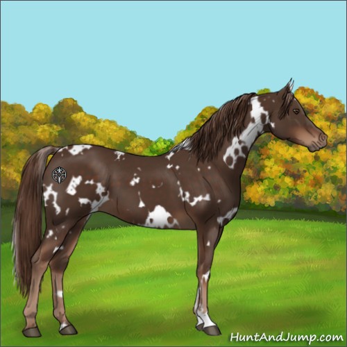 Horse Color:White Spotted Liver Chestnut 