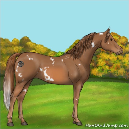 Horse Color:White Spotted Chestnut 