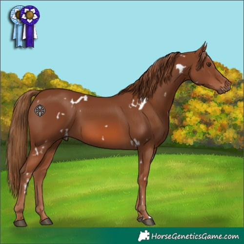 Horse Color:White Spotted Chestnut 