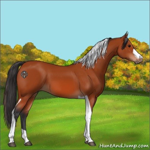 Horse Color:Bay Tobiano 