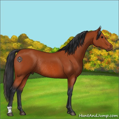 Horse Color:Bay Rabicano 