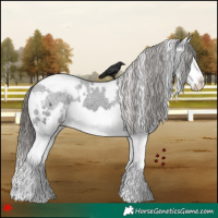Horse Color:White Spotted Black Splash Snowcap 