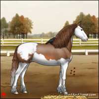 Horse Color:Chestnut Splash Appaloosa 