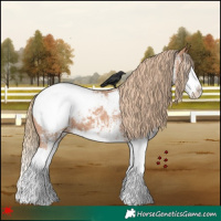 Horse Color:White Spotted Chestnut Splash Appaloosa 