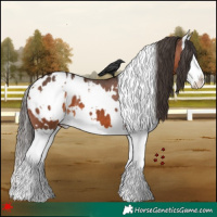 Horse Color:White Spotted Brown Splash Appaloosa 