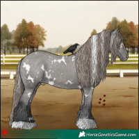 Horse Color:White Spotted Grullo Appaloosa 