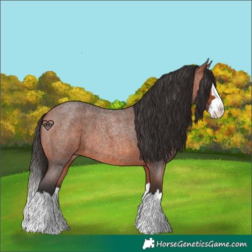 Horse Color:Bay Roan Splash 