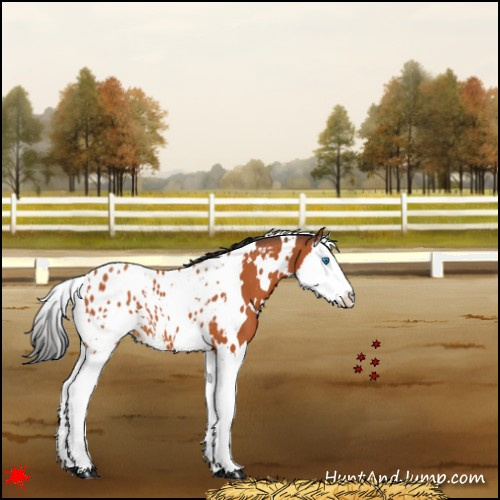 Horse Color:White Spotted Bay Splash Appaloosa 