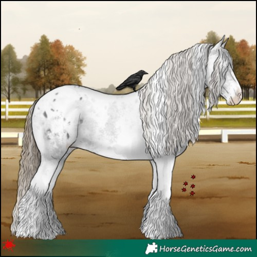 Horse Color:White Spotted Smoky Black Blanket 
