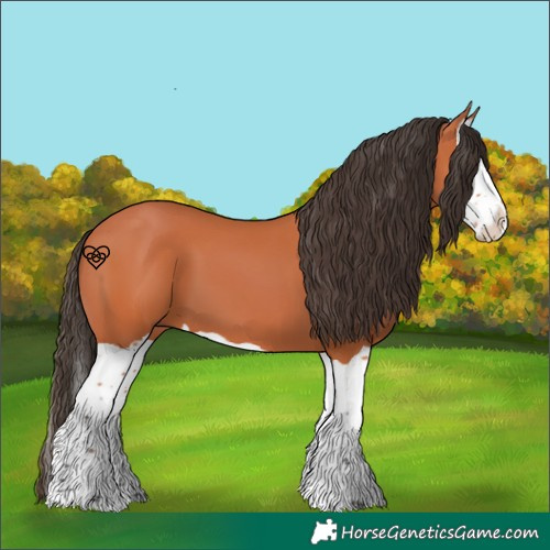 Horse Color:Bay Splash 