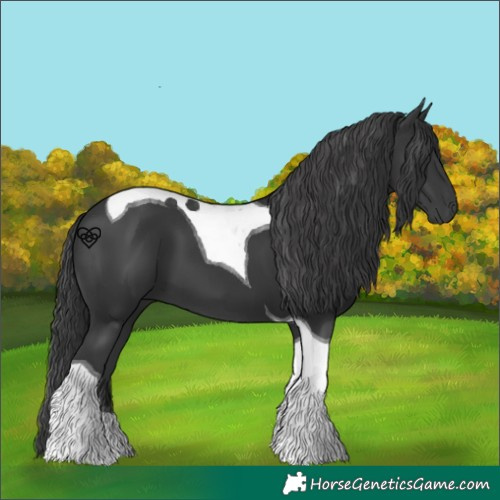 Horse Color:Black Tobiano 