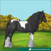 Horse Color:Black Tobiano 