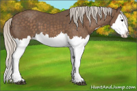 Horse Color:Silver Black Splash 