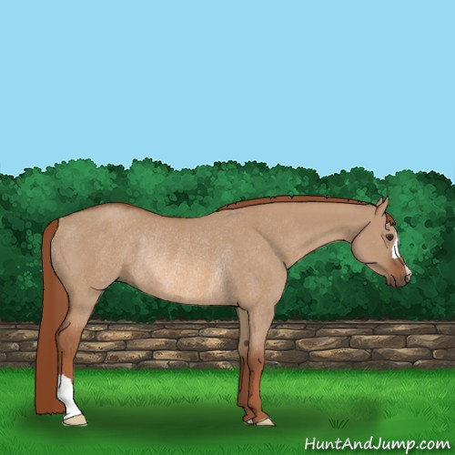 Horse Color:Red Dun Rabicano 