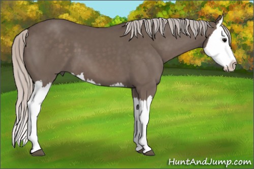 Horse Color:Silver Black Splash 