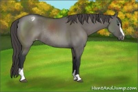 Horse Color:Grullo Sabino Appaloosa Rabicano