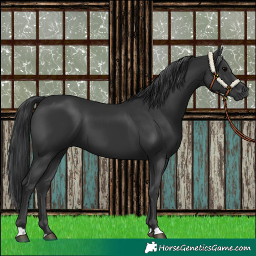 Horse Color:Black 