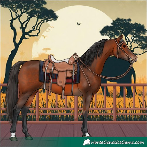 Horse Color:Bay 