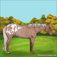 Horse Color:Silver Bay Roan Appaloosa Rabicano 