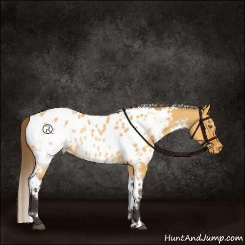 Horse Color:White Spotted Buckskin Dun Appaloosa Rabicano 