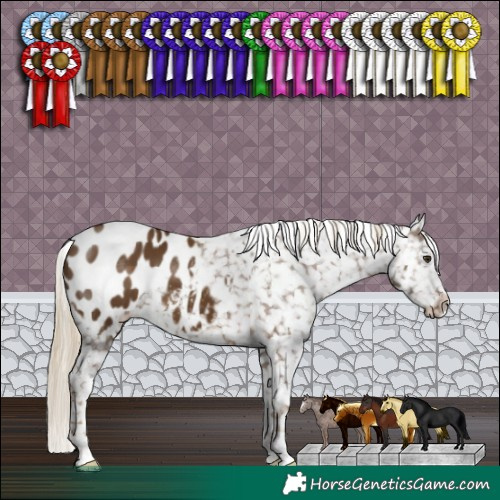 Horse Color:Chocolate Palomino Appaloosa 