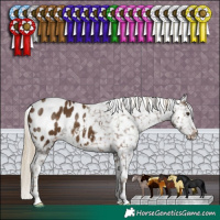 Horse Color:Chocolate Palomino Appaloosa