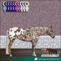 Horse Color:Chocolate Palomino Appaloosa
