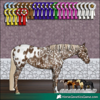 Horse Color:Chocolate Palomino Appaloosa 