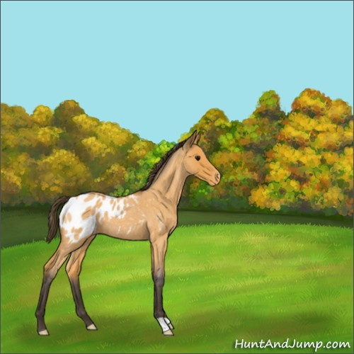Horse Color:Buckskin Roan Appaloosa 