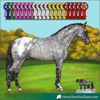 Horse Color:Buckskin Roan Appaloosa