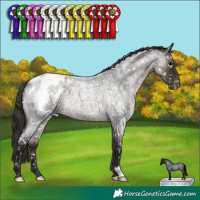 Horse Color:Buckskin Roan Appaloosa