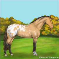 Horse Color:Buckskin Roan Blanket 