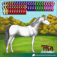 Horse Color:White Spotted Grullo Sabino Frame Rabicano