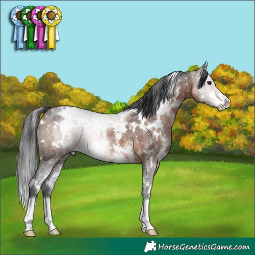 Horse Color:White Spotted Brown Sabino Rabicano