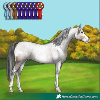 Horse Color:White Spotted Brown Sabino Rabicano