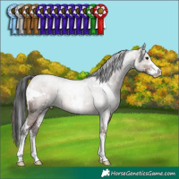 Horse Color:White Spotted Brown Sabino Rabicano 