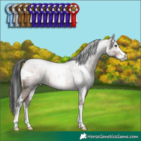 Horse Color:White Spotted Brown Sabino Rabicano