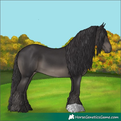 Horse Color:Smoky Black 