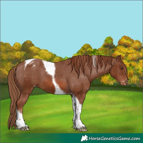 Horse Color:Chestnut Tobiano Appaloosa 