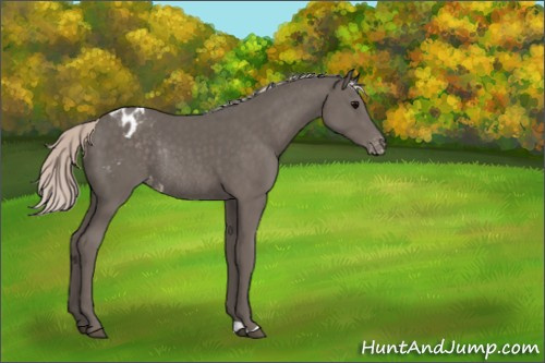 Horse Color:Silver Black Appaloosa Rabicano 