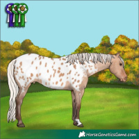 Horse Color:Silver Bay Dun Near Leopard