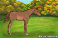 Horse Color:Chestnut Rabicano 